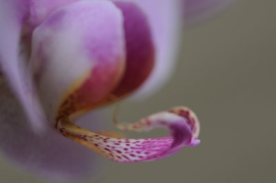 Profil mauve_4394024429_l.jpg